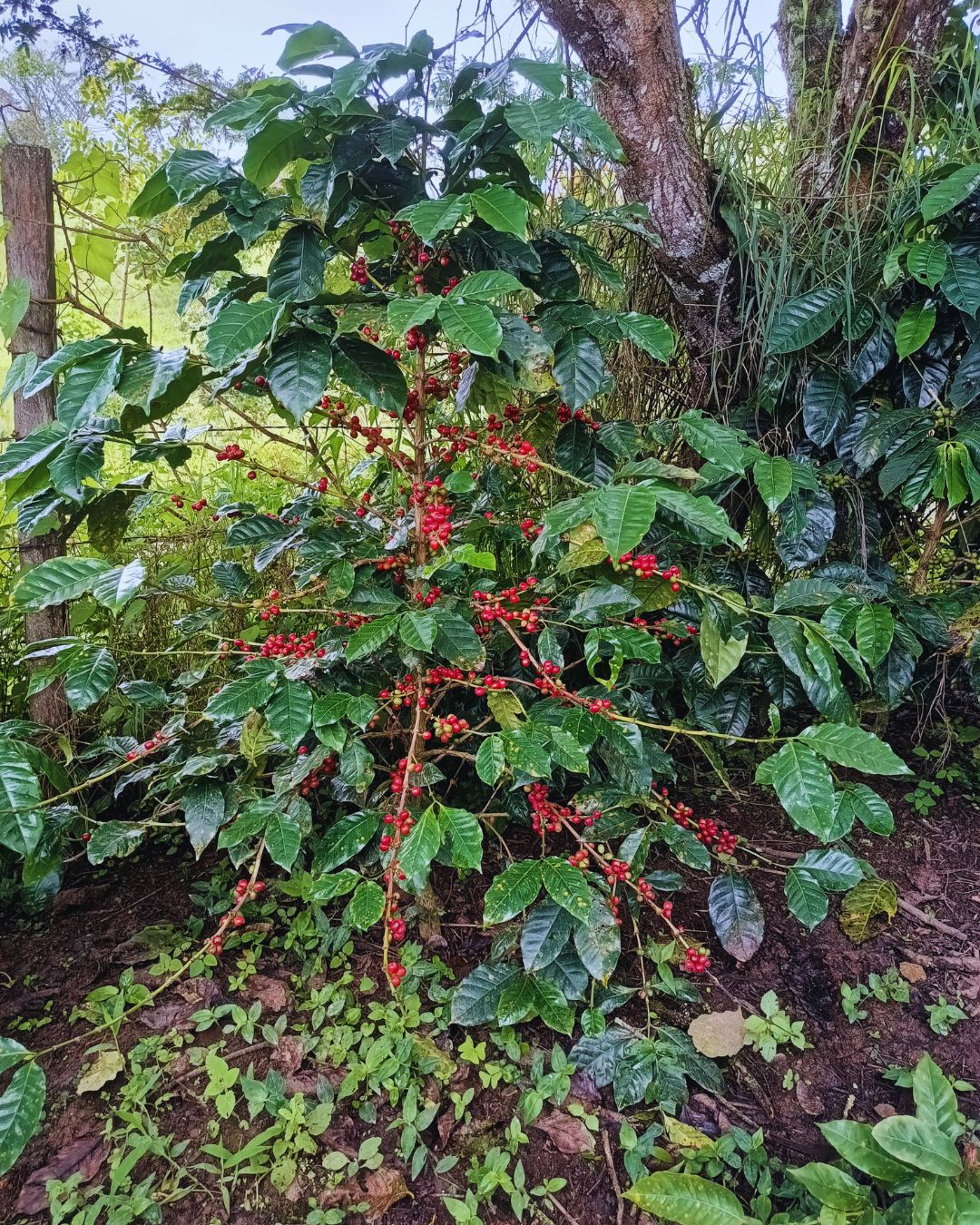 2 EXPERIENCIA CAFETERA