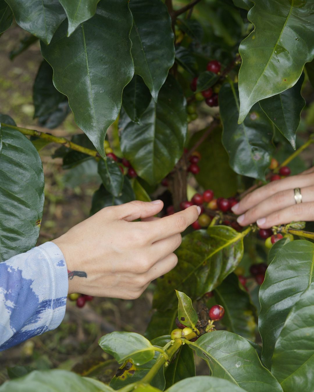 3 EXPERIENCIA CAFETERA