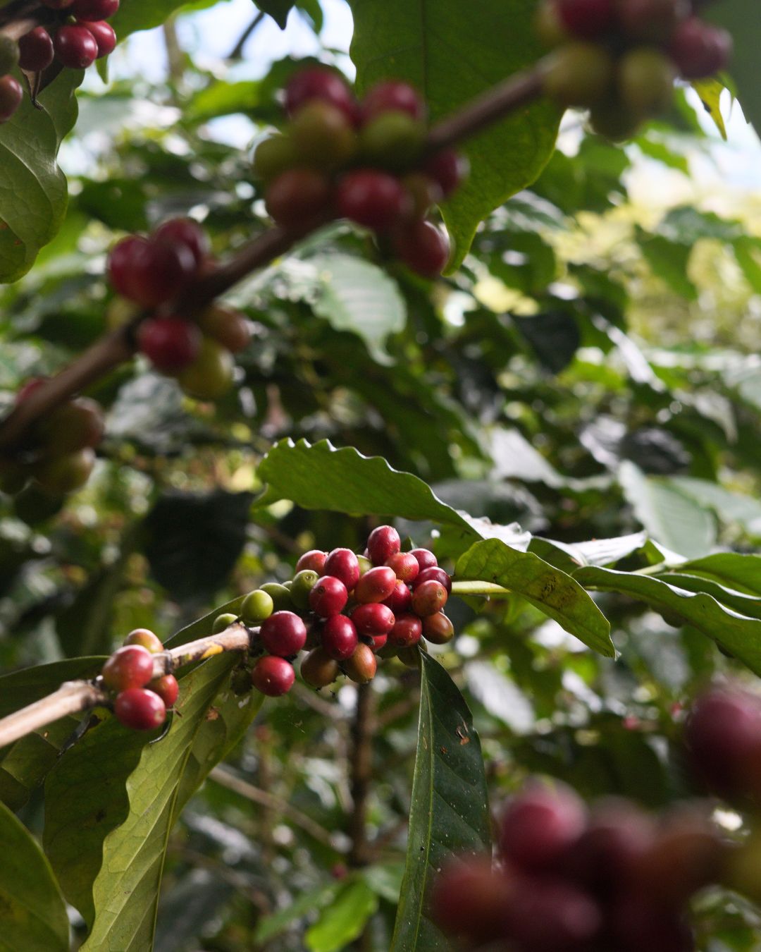 4 EXPERIENCIA CAFETERA